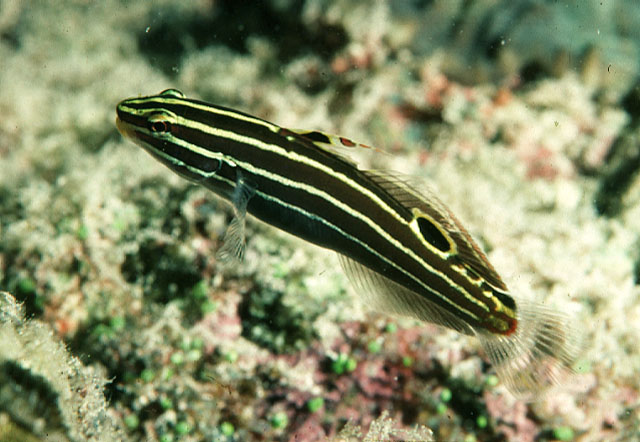 Yellowstripe Goby (California Academy of Sciences, Philippine Coral ...