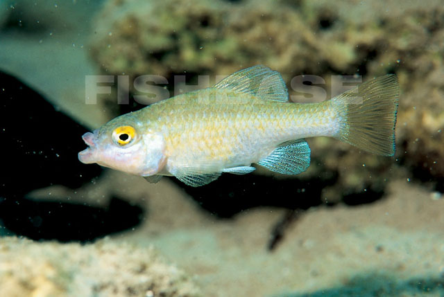 Fish Identification
